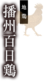 播州百日鶏